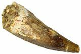 Fossil Spinosaurus Tooth - Real Dinosaur Tooth #331487-1